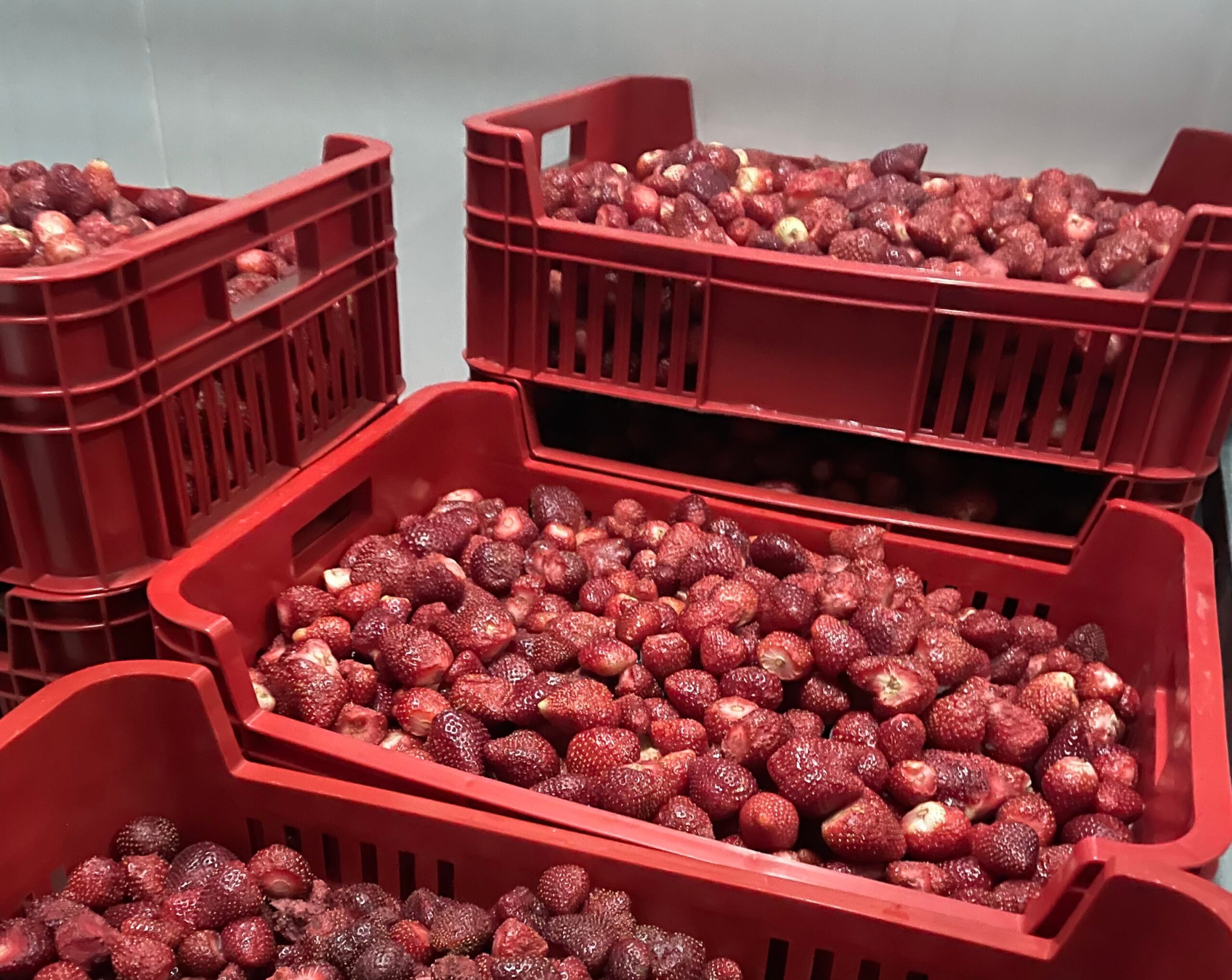 Frutiguá: la procesadora de pulpa de frutilla que beneficia a pequeños productores de Areguá