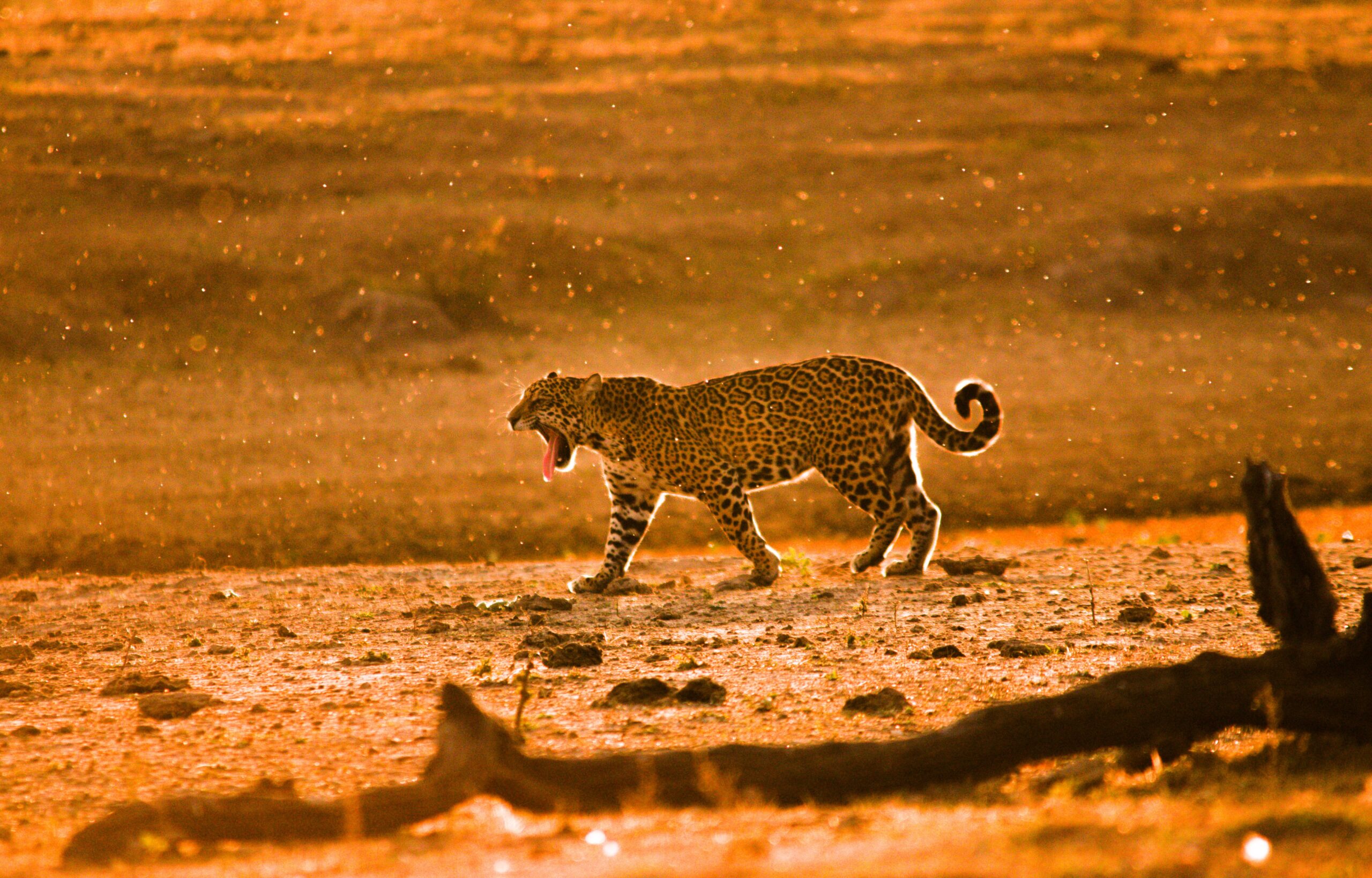WWF-Paraguay y aliados conmemoran el Día Nacional del Jaguareté, destacando avances en conservación